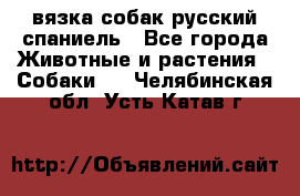 вязка собак русский спаниель - Все города Животные и растения » Собаки   . Челябинская обл.,Усть-Катав г.